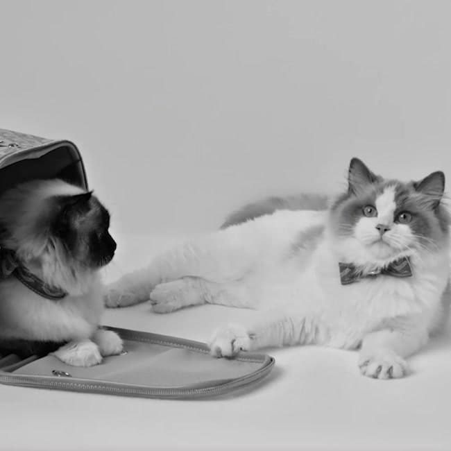 video Oscar Collar